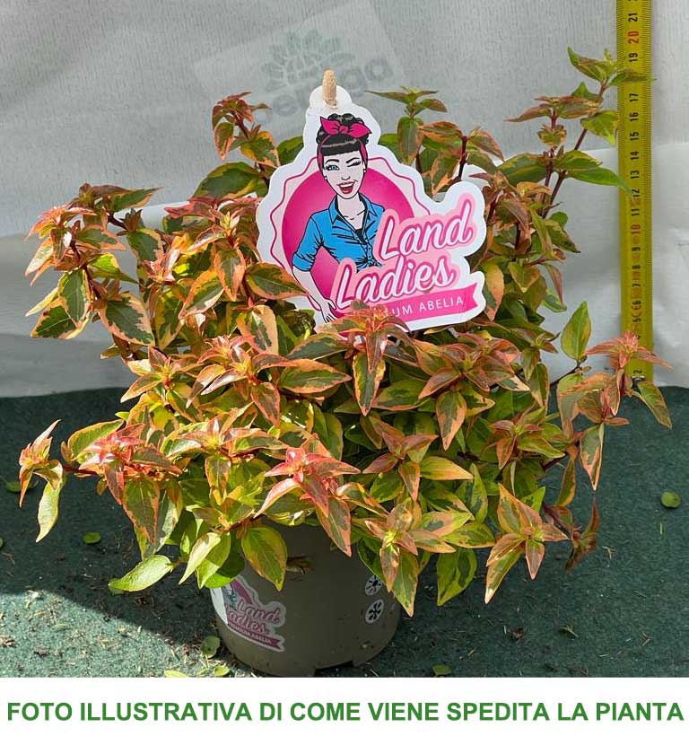 ABELIA GRANDIFLORA  KALEIDOSCOPE VASO 11CM