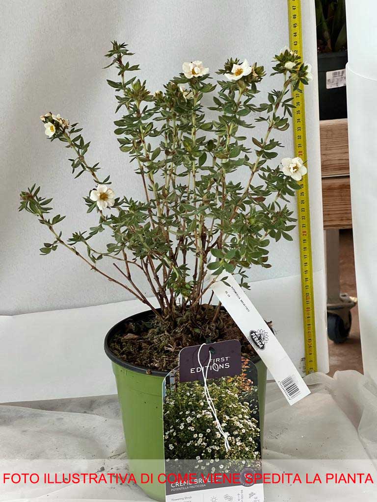POTENTILLA FRUCTICOSA CREME BRULEE VASO 18CM