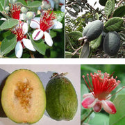 FEIJOA SELLOWIANA VASO 18CM