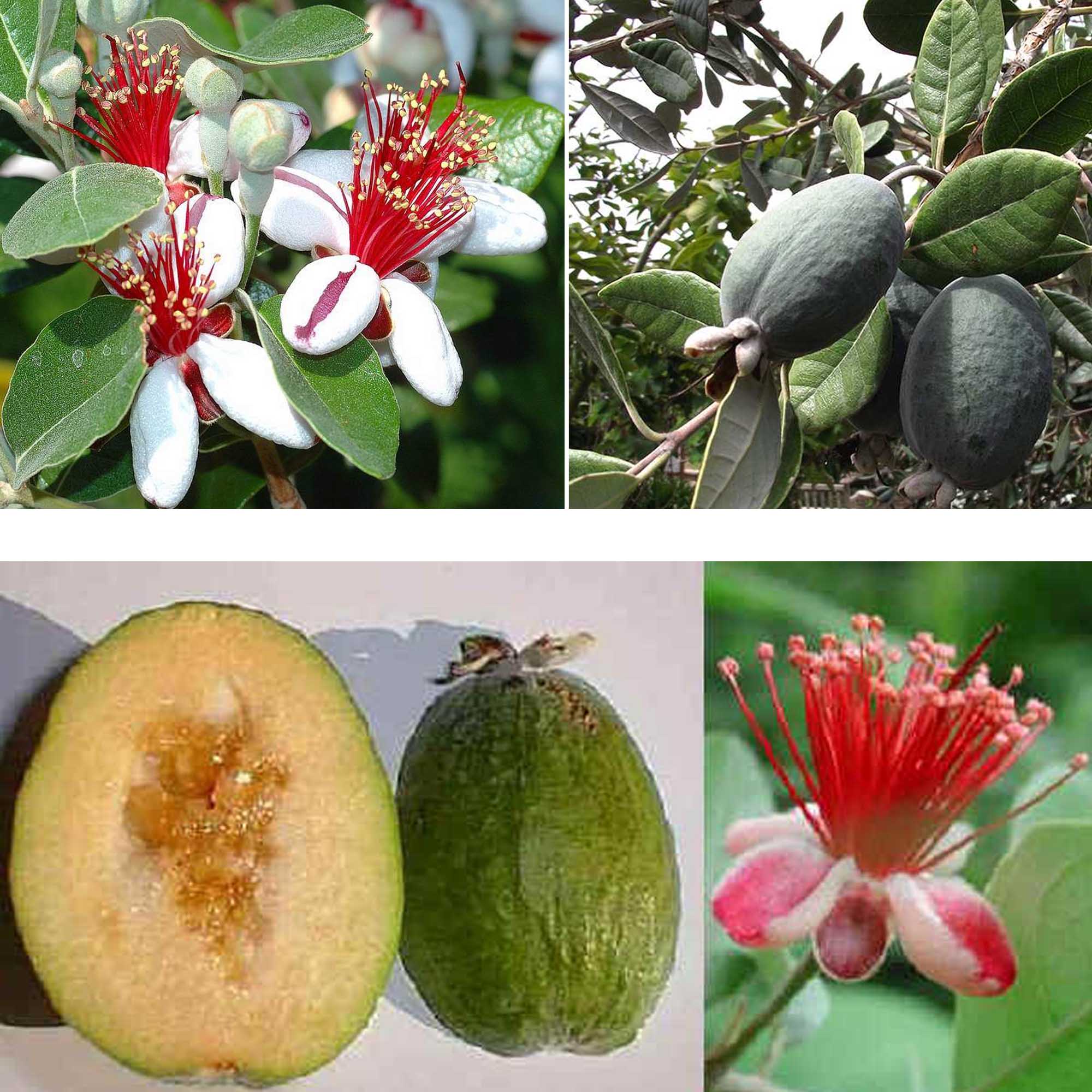 FEIJOA SELLOWIANA VASO 18CM