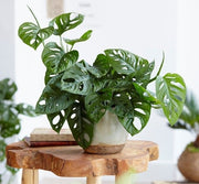 MONSTERA MONKEY MASK VASO 12CM