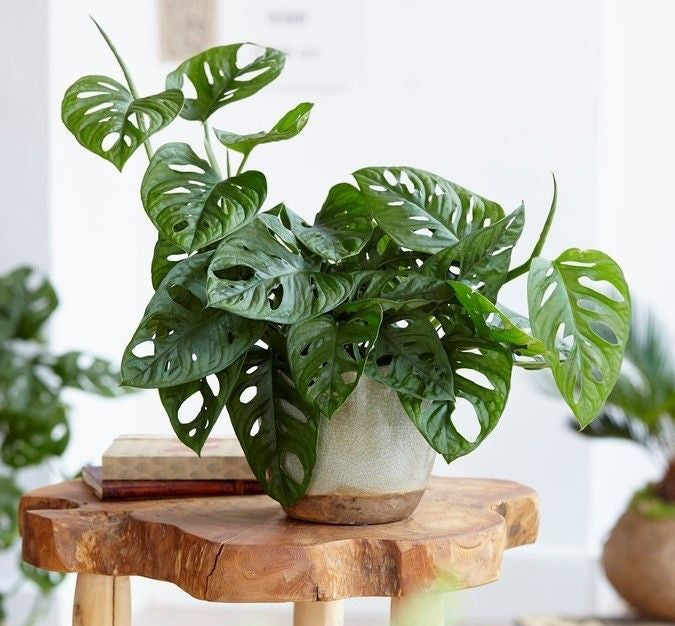 MONSTERA MONKEY MASK VASO 12CM