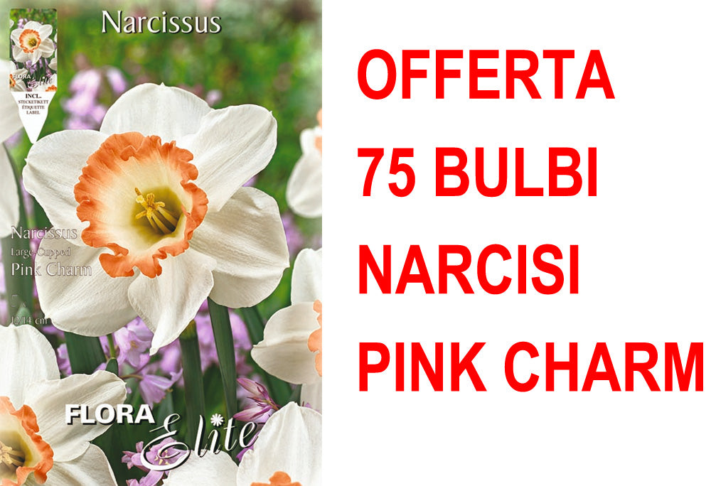 OFFERTA 75 BULBI NARCISO LARGE CUPPED FLOWER PINK CHARM