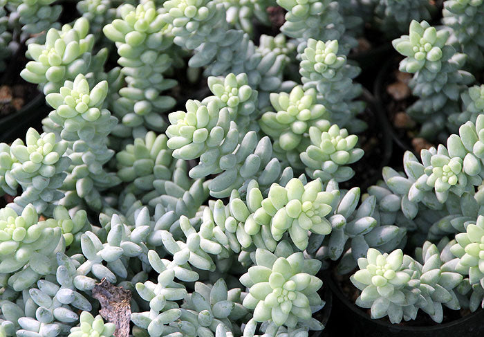 1 PIANTA GRASSA DI SEDUM BURRITO VASO 14CM