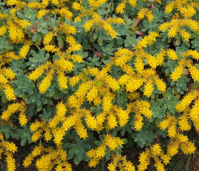 SEDUM PALMERI IN VASO 15CM