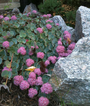 3 PIANTE DI SEDUM SIEBOLDII VASO 11CM
