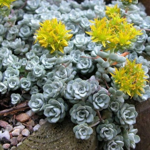 SEDUM SPATHIFOLIUM CAPE BLANCO  VASO 10.5CM