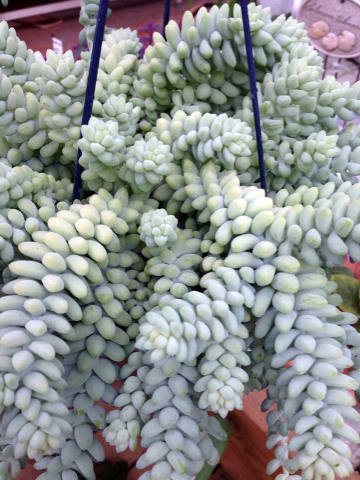1 PIANTA GRASSA DI SEDUM BURRITO VASO 14CM