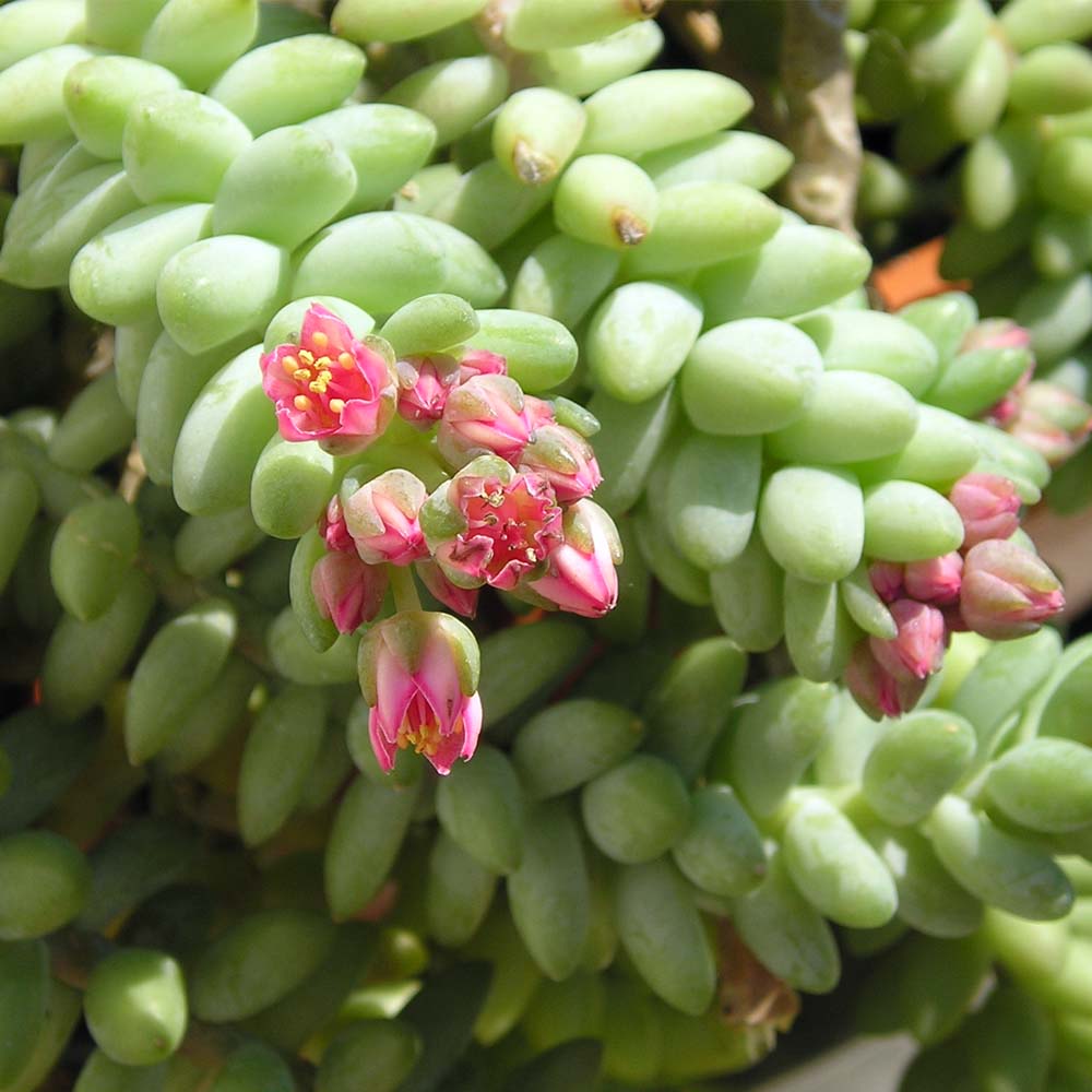 SEDUM BURRITO IN VASO DA 12CM