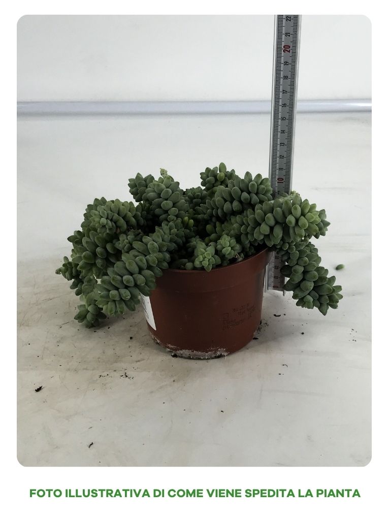 SEDUM BURRITO IN VASO DA 12CM
