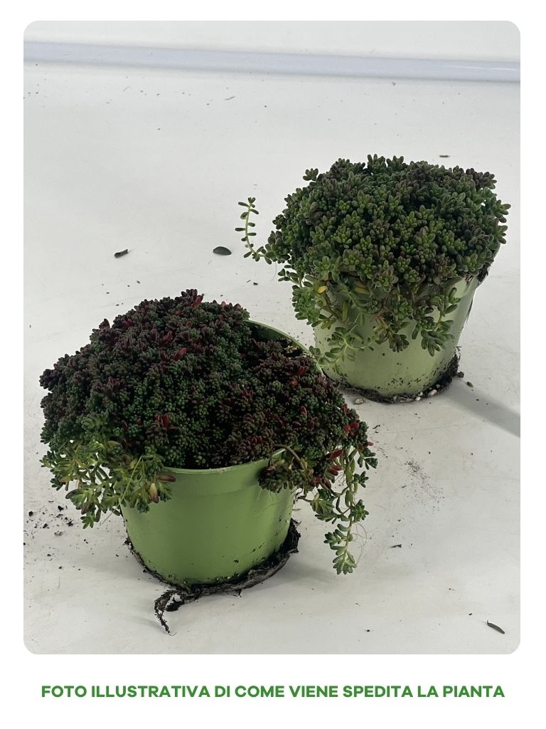 SEDUM IN MIX ASSORTITO VASO 13CM