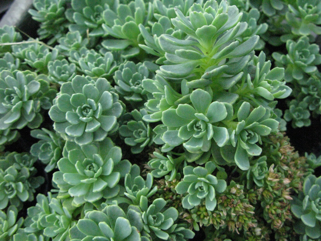 SEDUM MIX IN VASO 14CM VARIETA' ASSORTITE