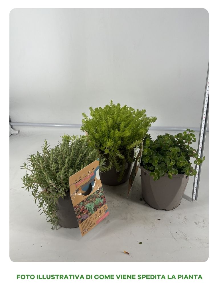 SEDUM MIX IN VASO 14CM VARIETA' ASSORTITE