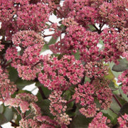 SEDUM ROSE CHARM ROSA IN VASO DA 13CM