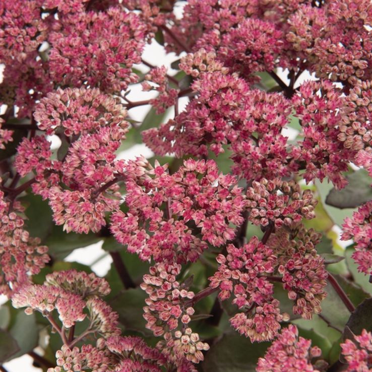 SEDUM ROSE CHARM ROSA IN VASO DA 13CM