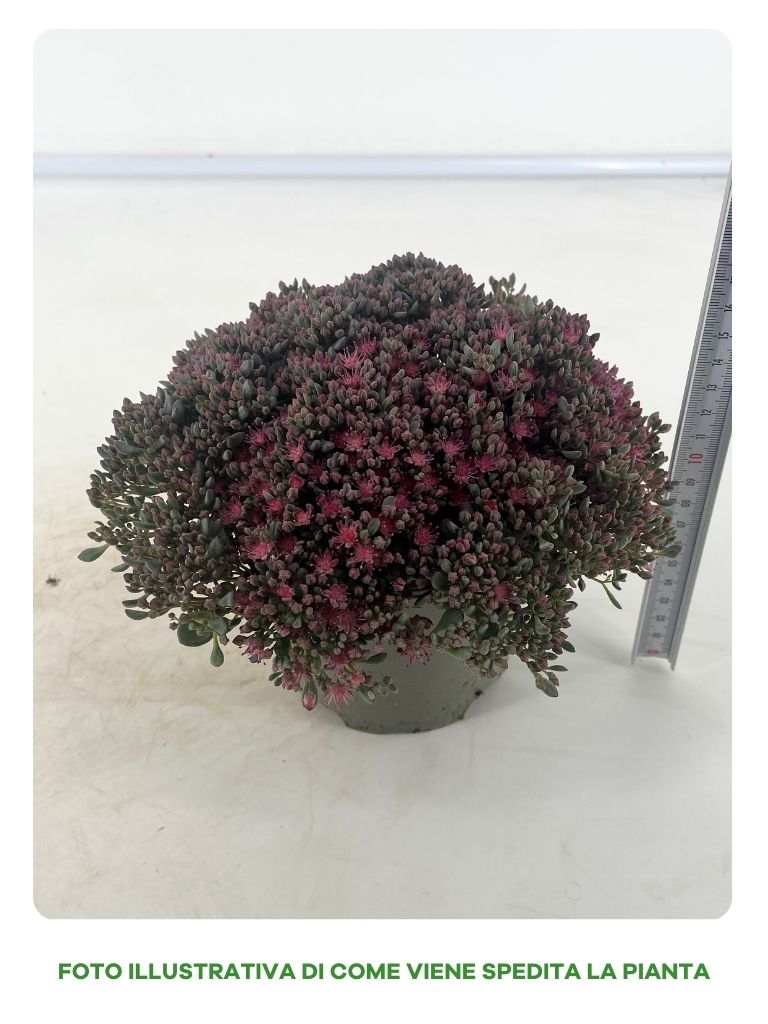 SEDUM ROSE CHARM ROSA IN VASO DA 13CM