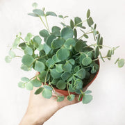PIANTA SEDUM SIEBOLDII, VASO 12CM
