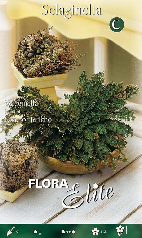ROSA DI JERICHO (1 PIANTA)