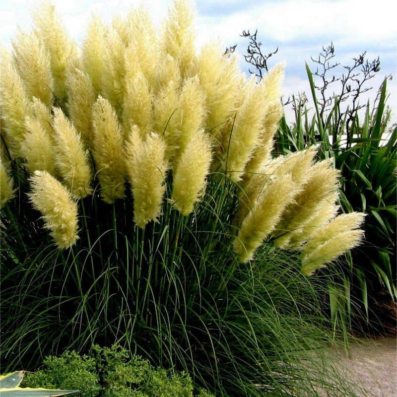 CORTADERIA SELLOANA ROSA O BIANCA ASSORTITA IN VASO 9CM