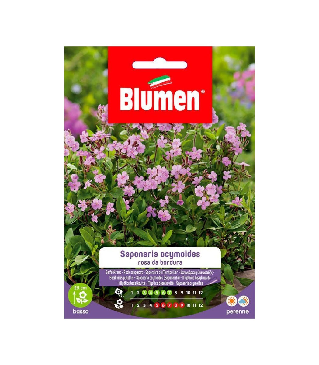 SEMI SAPONARIA OCYMOIDES ROSA DA BORDURA