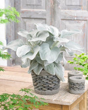 SENECIO ANGEL WINGS VASO 21CM