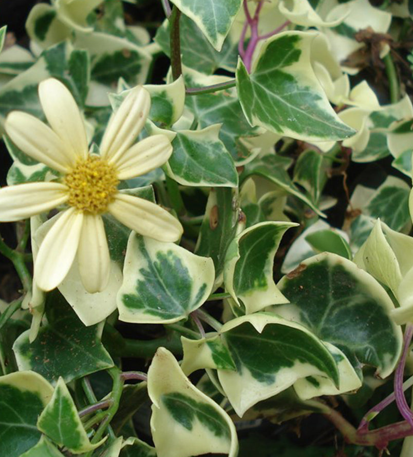 SENECIO MACROGLOSSUS VARIEGATUS VASO 14CM