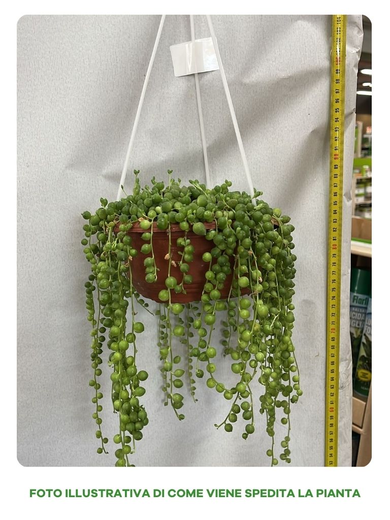 SENECIO ROWLEYANUS IN CIOTOLOA DA 17CM