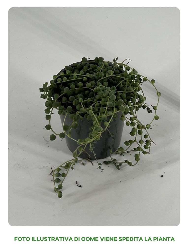 SENECIO ROWLEYANUS IN VASO DA 11 O 12CM