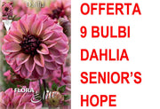 OFFERTA 9 BULBI DAHLIA DECORATIVE SENIOR'S HOPE