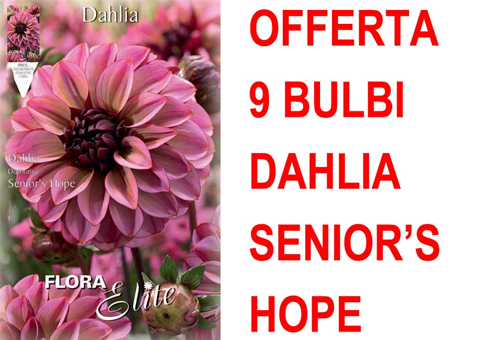 OFFERTA 9 BULBI DAHLIA DECORATIVE SENIOR'S HOPE