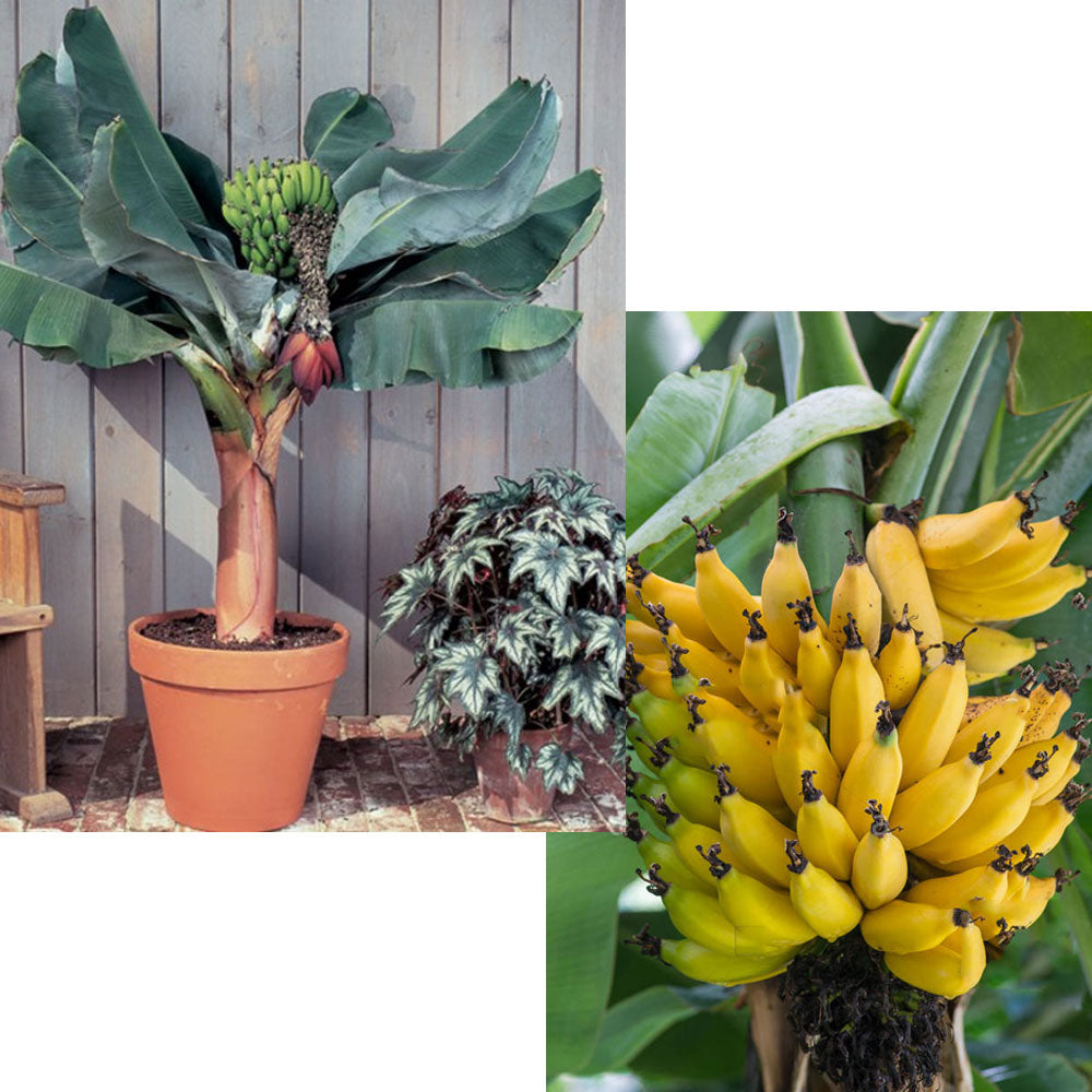 MUSA ACUMINATA DWARF CAVENDISH BANANO VASO 21CM