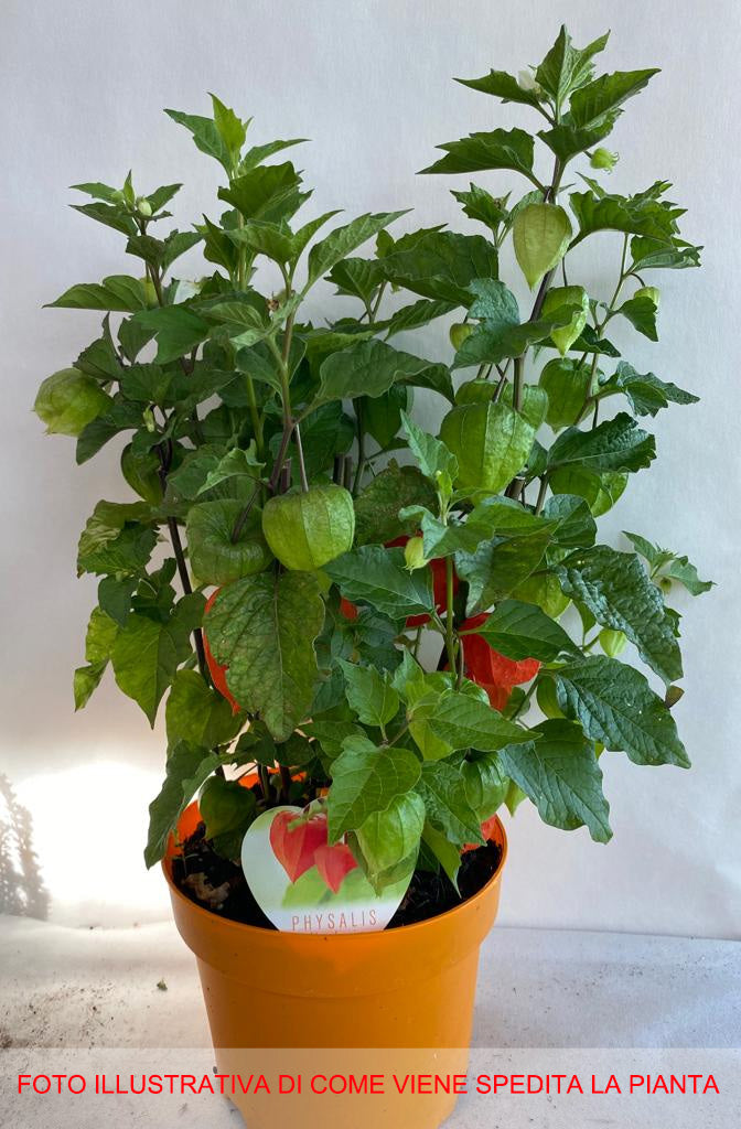 PHYSALIS ALKEKENGI CHINESE LANTERN VASO 19CM