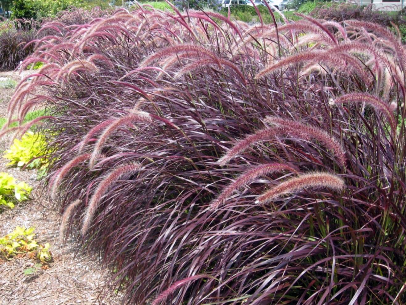 PENNISETUM SETACEUM RUBRUM VASO 17CM