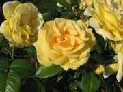 ROSA MICHELANGELO IN VASO 19CM