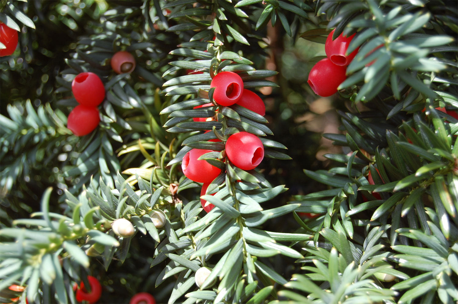 TAXUS BACCATA GLOBE VASO 26CM