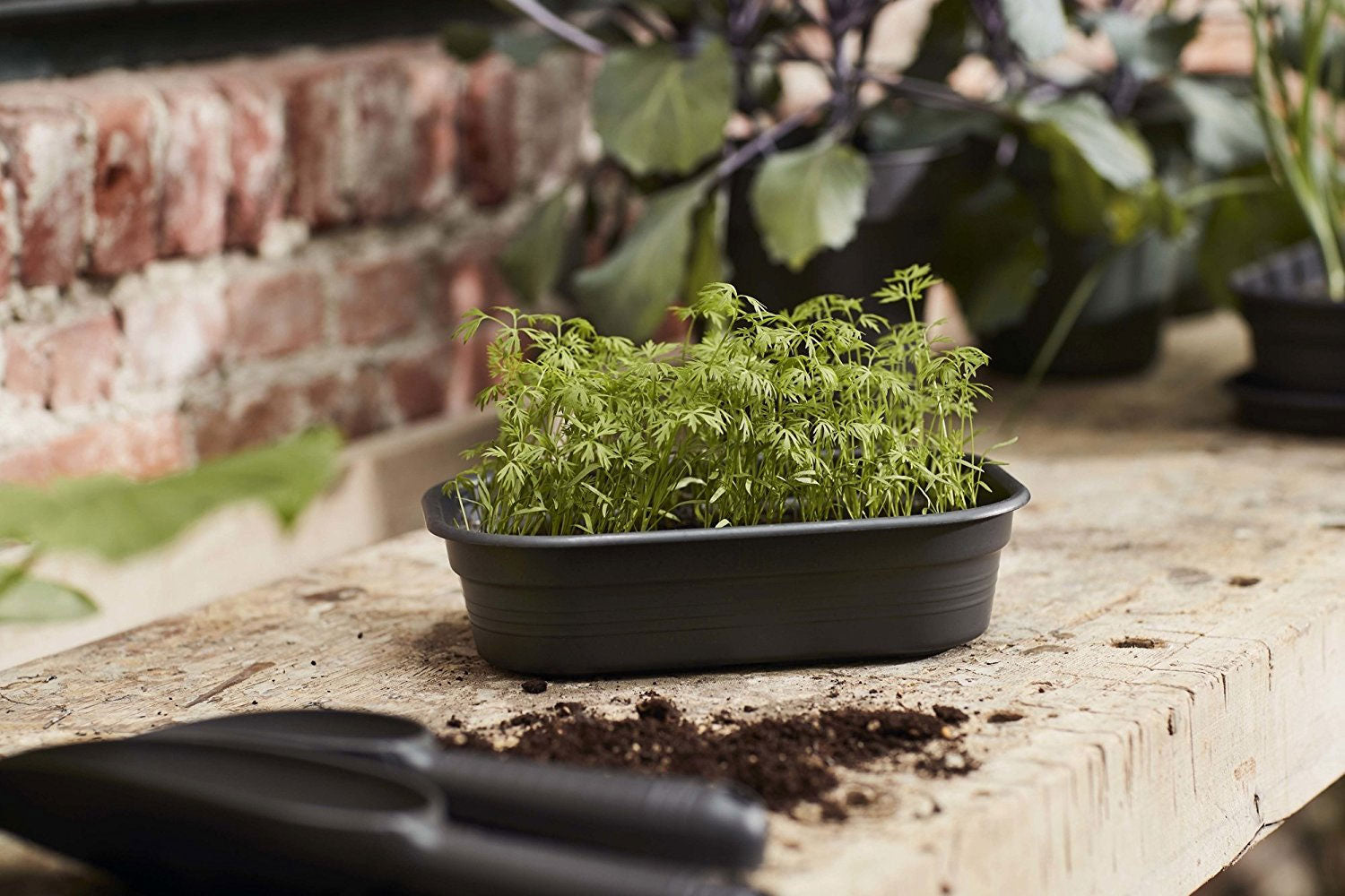 VASCHETTA PER COLTIVARE GREEN BASICS GROW TRAY S COLORE A SCELTA