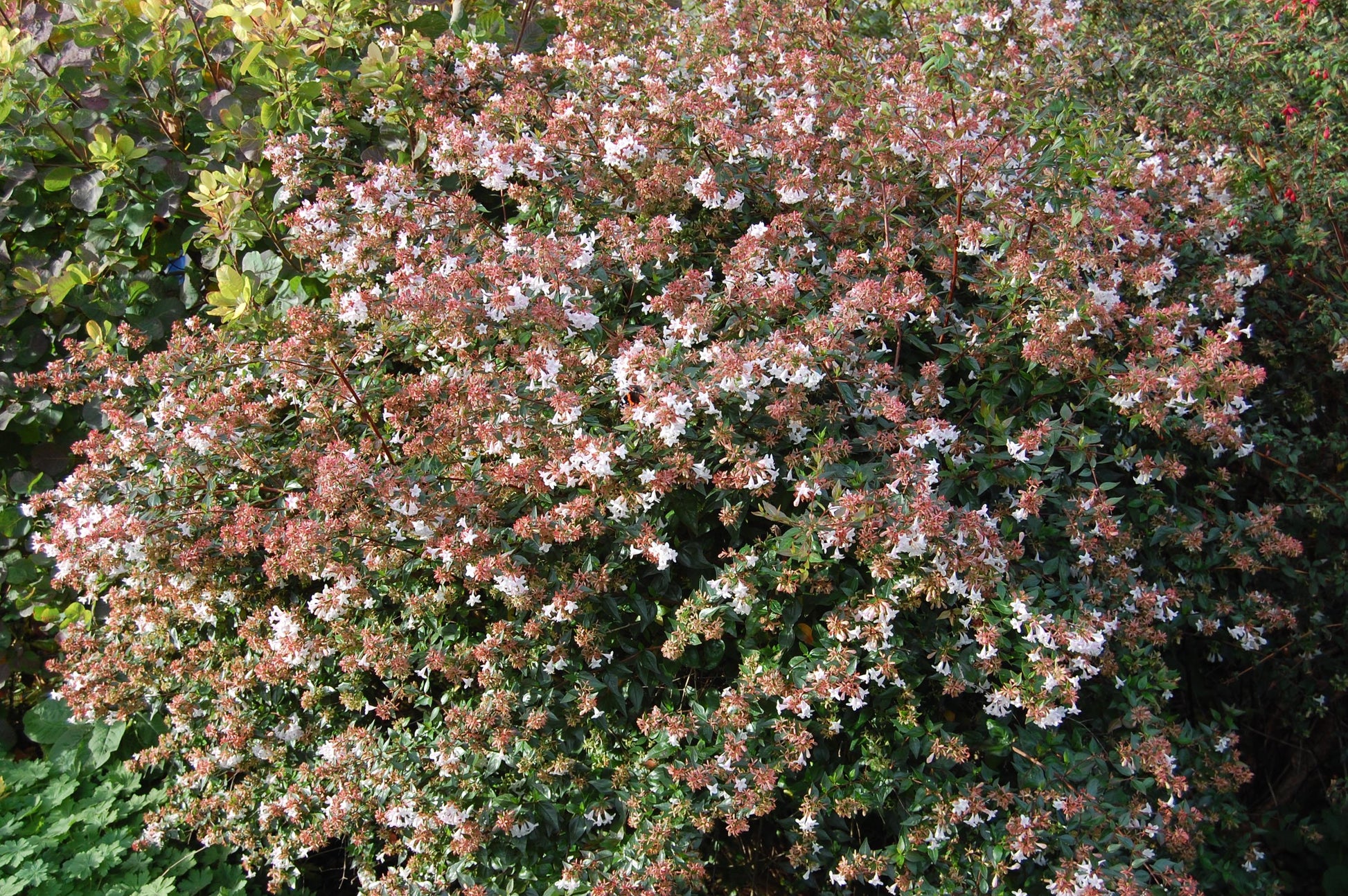 ABELIA GRANDIFLORA VASO 11CM