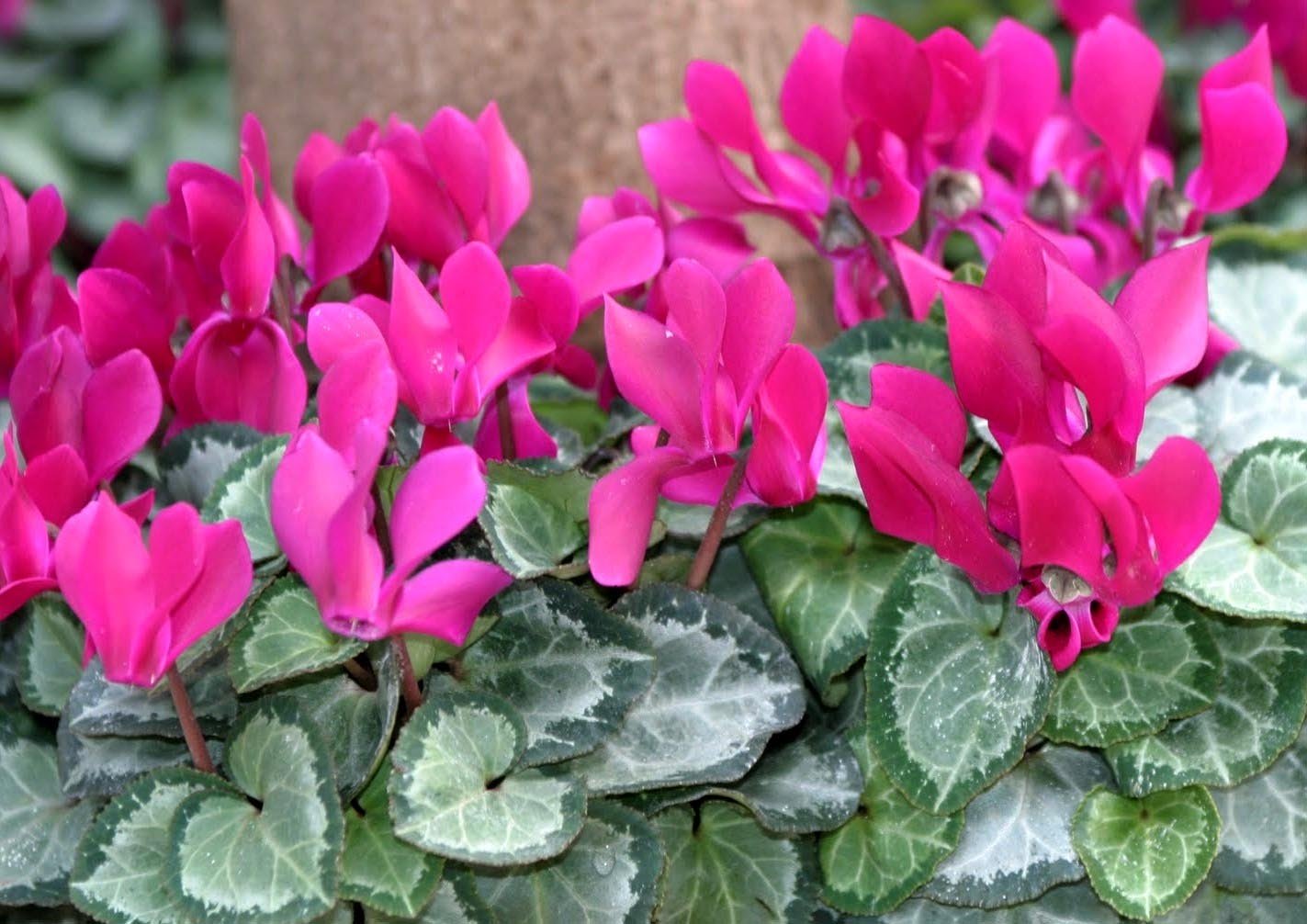 OFFERTA 3 PIANTE DI CICLAMINI FUCSIA VASO 10CM