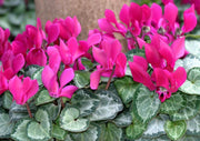 OFFERTA 3 PIANTE DI CICLAMINI FUCSIA VASO 10CM