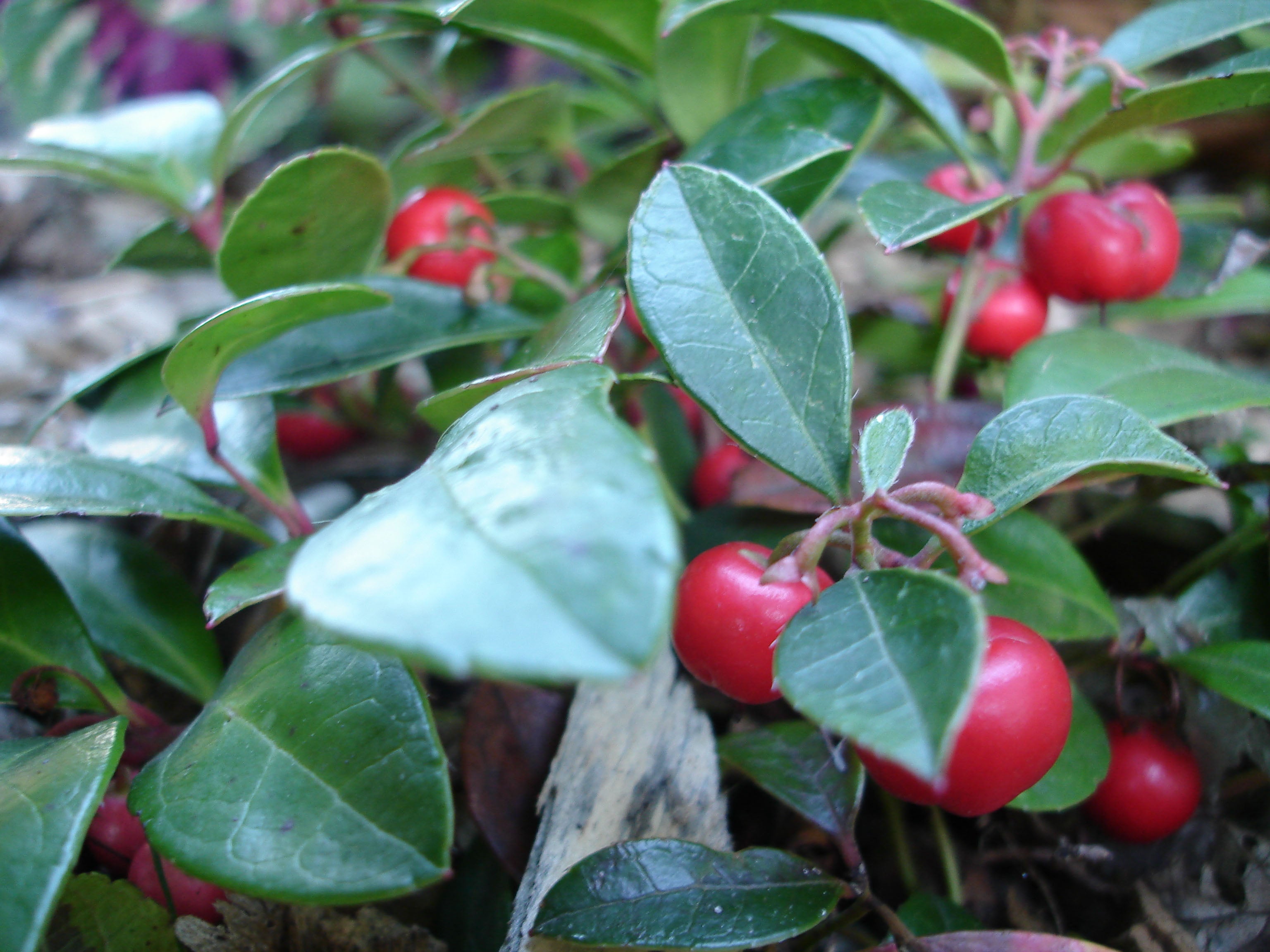 GAULTHERIA PROCUMBENS TE' DEL CANADA