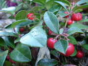 GAULTHERIA PROCUMBENS TE' DEL CANADA VASO IN VETRO 14CM