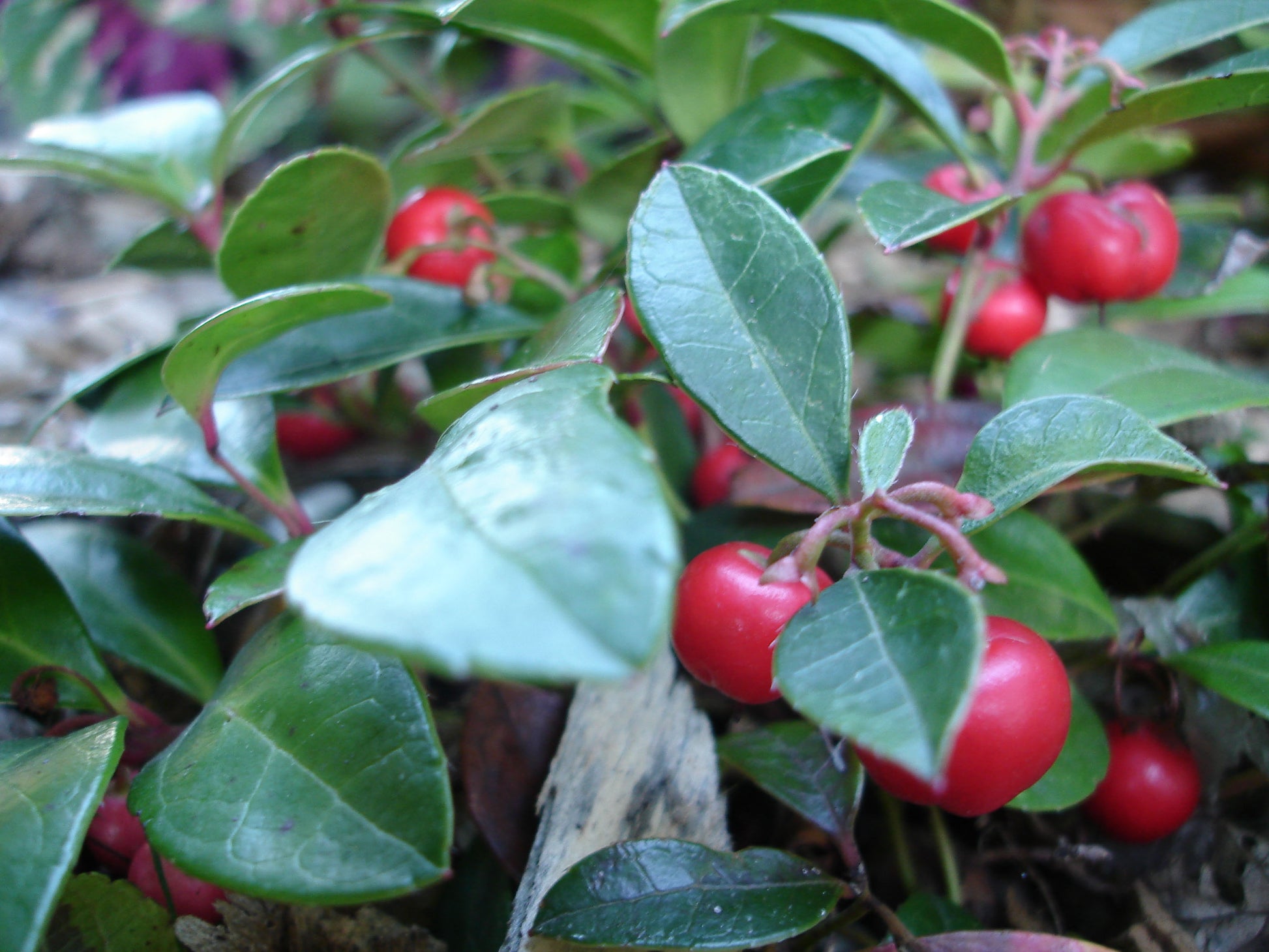 GAULTHERIA PROCUMBENS TE' DEL CANADA VASO IN VETRO 14CM