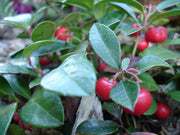 GAULTHERIA PROCUMBENS RED DIAMOND VASO 12CM