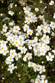 POTENTILLA FRUCTICOSA BIANCA VASO 16CM