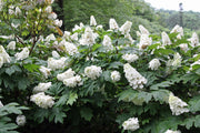ORTENSIA HYDRANGEA QUERCIFOLIA SNOWQUEEN VASO 18CM