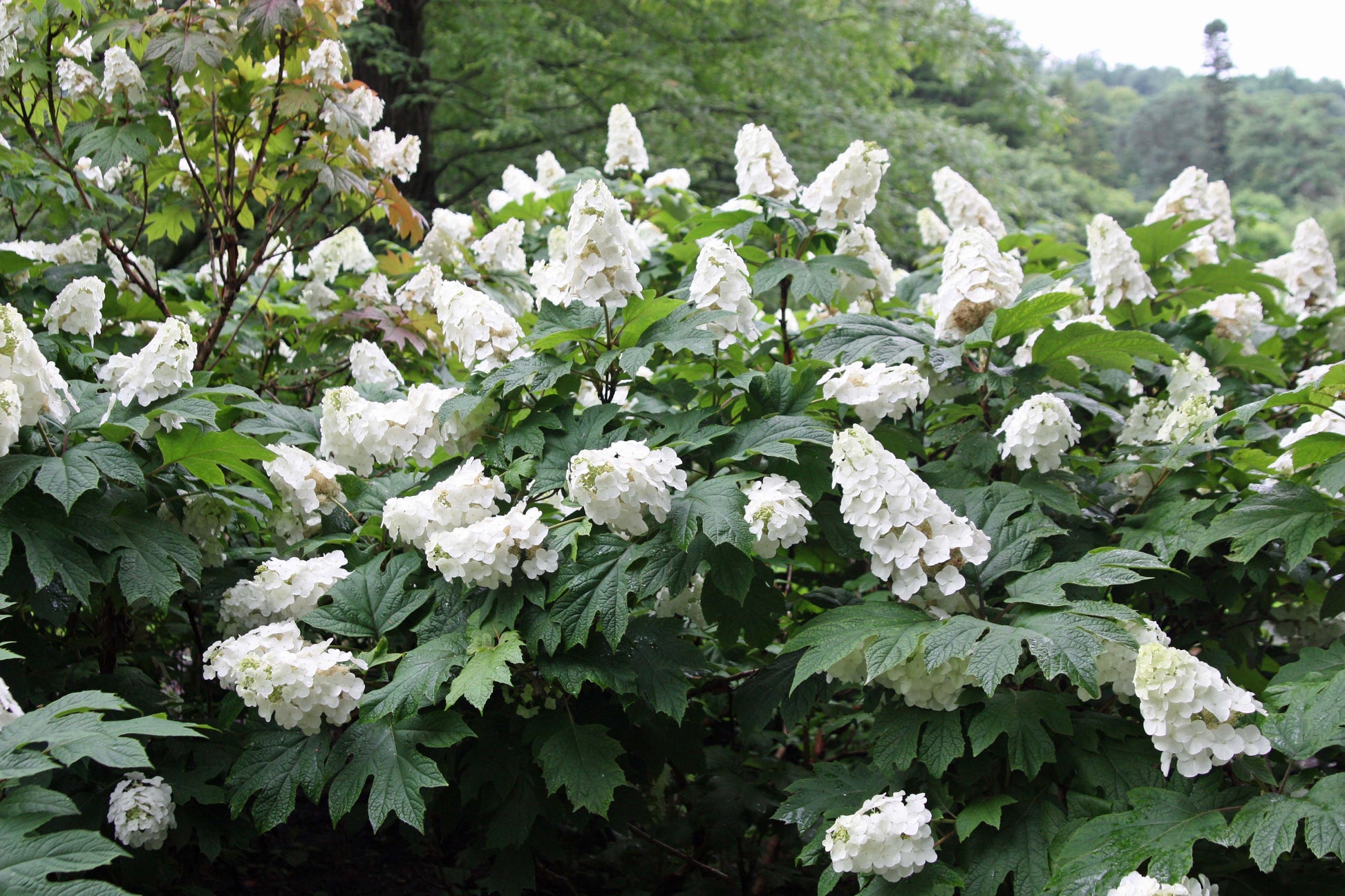 ORTENSIA HYDRANGEA QUERCIFOLIA SNOWQUEEN VASO 18CM