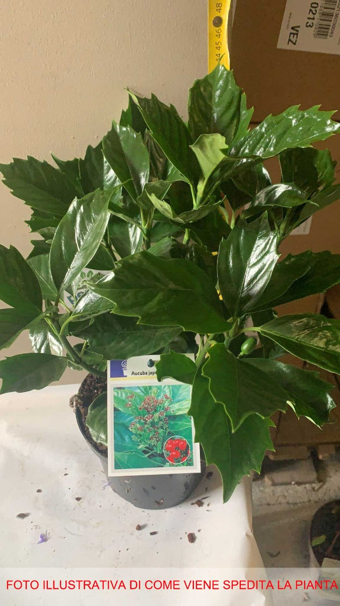 AUCUBA JAPONICA ROZANNIE VASO 17CM