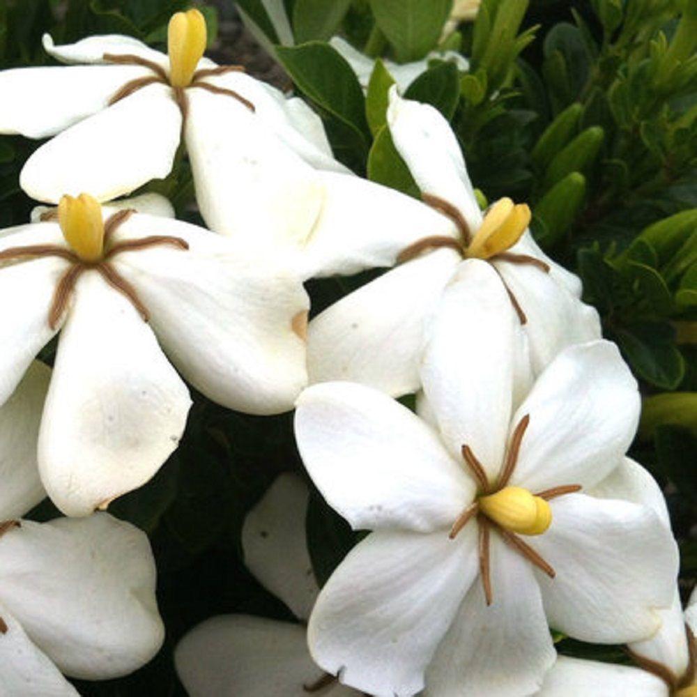 GARDENIA JASMINOIDES KLEIM'S HARDY VASO 17CM