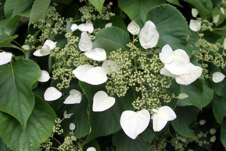 ORTENSIA HYDRANGEA SCHIZOPHRAGMA MOONLIGHT VASO 17CM