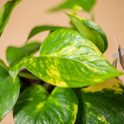 POTHOS AUREA VASO 10CM